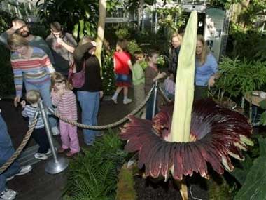 气味如腐尸 美国植物园尸臭花引人争相观看