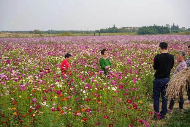 溧阳别桥原乡秋季花海又来了