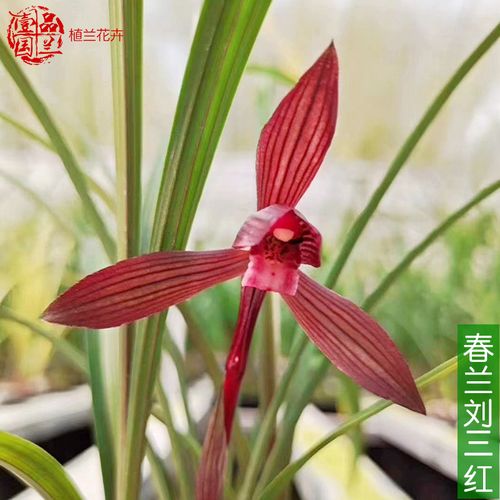 刘三红春兰红杆红花细叶朵香水迹红素兰花盆栽出自四川