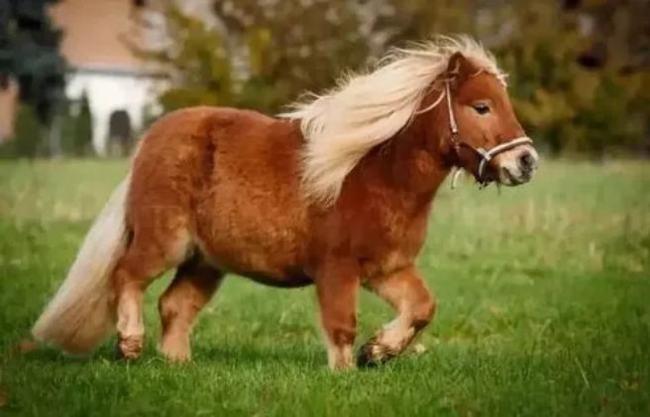 治愈生活中的一点小确丧 △示意图 温驯可爱 "小矮马" 马界柯基小短腿