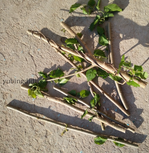 野生桑树枝 陈列摆设 艺术树枝 摆拍道具 枯树枝 干树枝