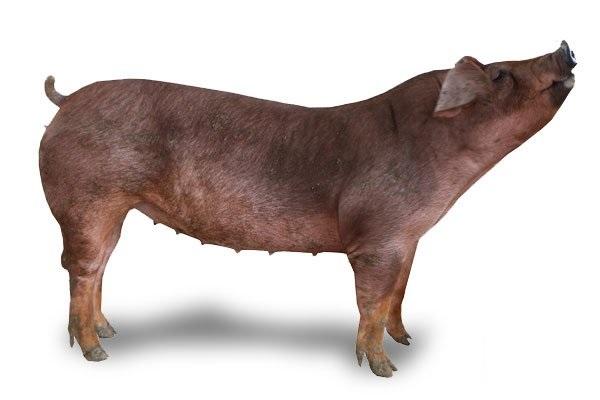 杜洛克母猪-烟台