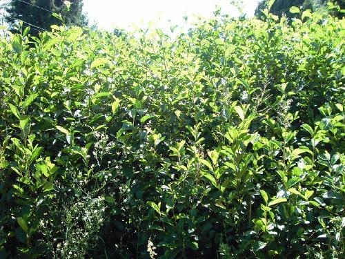 四川出售桤木苗 出售桤木苗 出售桤木 川滇桤木 求购桤木苗 桤木苗