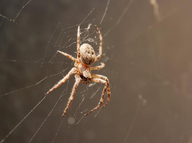 蜘蛛图片_蜘蛛图片大全_蜘蛛图片素材