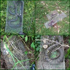 加强款双口倒须自动入口笼子铁丝笼蛇 镀锌网笼倒须笼大号折叠笼