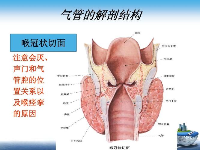 气管的解剖结构 喉冠状切面 注意会厌, 声门和气 管腔的位 置关系以