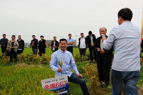 《金粳667 丰收有保障》江苏滨海富裕种业有限公司总经理王立新向您