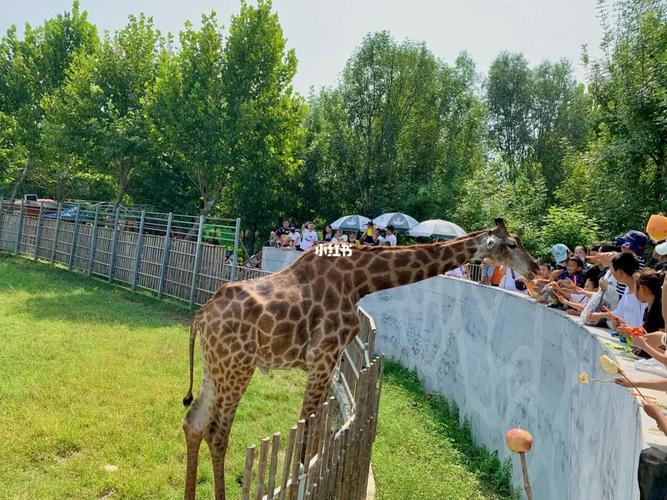 滨河野生动物园_动物园_聊城滨河野生动物世界攻略_长颈鹿_防晒_景点