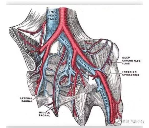 医嘱正确应用: 低分子肝素钙等药物,普通肝素ufh 慎用止血药 血管解剖
