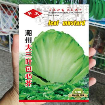芥菜种子11号大肉包心芥种籽腌制酸菜四季播大田高产蔬菜种孑潮州大