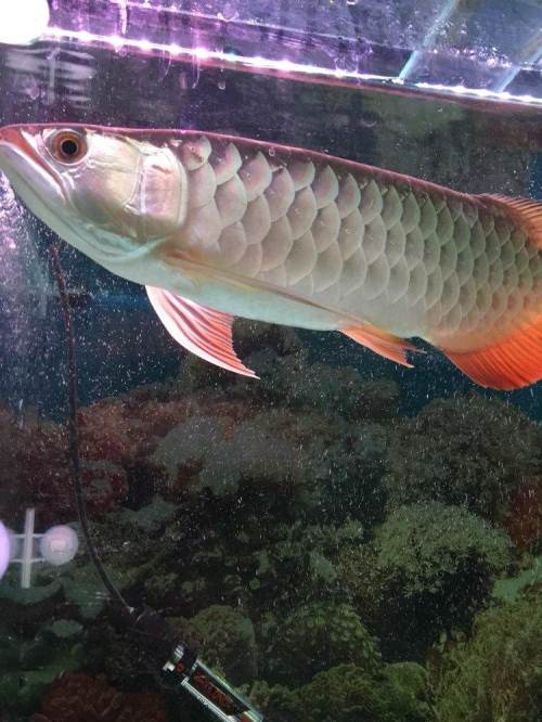 出售金龙鱼,五排以开始发色!鱼有35公分左右!