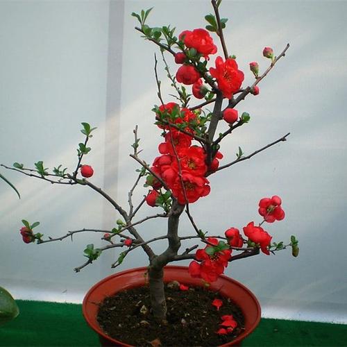 年宵花卉里的海棠花,想要年年开花,通风和光照是关键