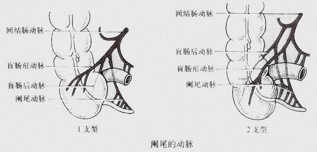 网易首页>正文申请入驻> 解剖图这周我们讲解的是阑尾疾病知识点,相对