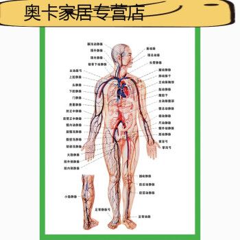 人体器官结构挂图人体内脏结构解剖示意图医学宣传挂图人体器官心脏