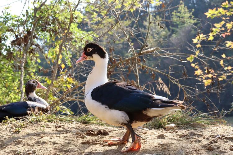 绿牧谷绿色养殖-香醇雁(非洲雁)(番鸭)