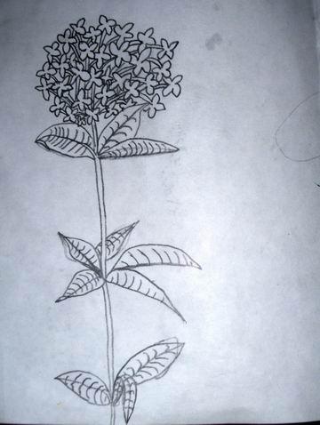 繁星花简笔画