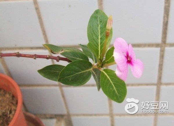 五叶梅是什么植物