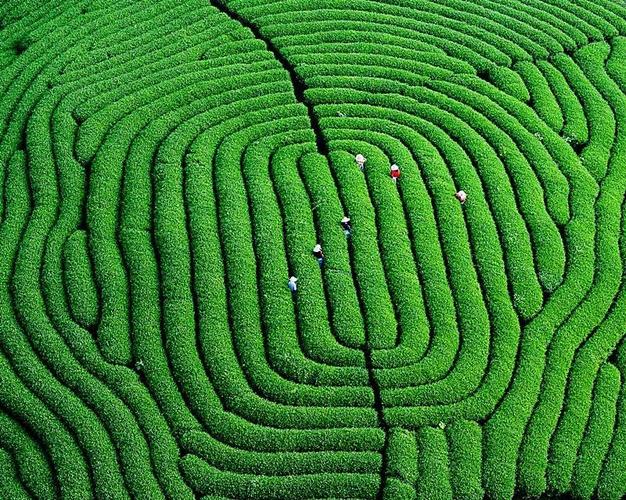 吕明 摄  到福建来, 闻一闻茉莉花香  泡一泡安溪铁观音,武夷岩茶