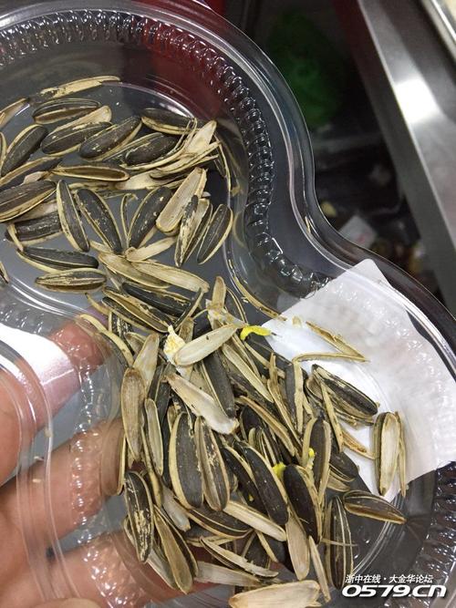 老鼠嗑瓜子了,技术还真不错