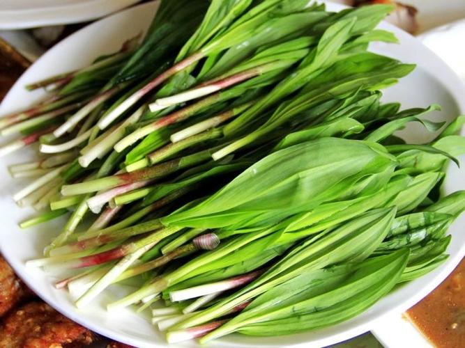 山葱的学名叫什么