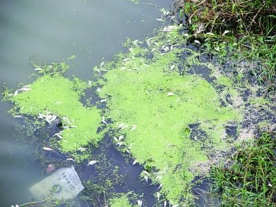 南京秦淮河段漂浮大量死鱼 或因水体富营养化导致