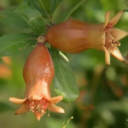 雌花 但一般来说,"雄花"数量会远远多于"雌花",它们会争夺石榴树的养