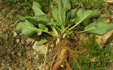 daiwoo makino.为蓼科酸模属植物土大黄.