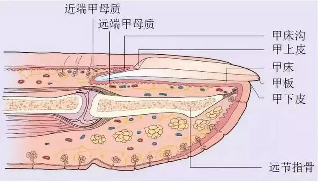 甲病不一定都是灰指甲,弄清楚再治疗