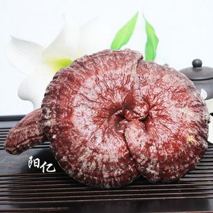 > 产品展示 > 东北长白山半野生灵芝正品石灵芝(石)大块紫特价促销