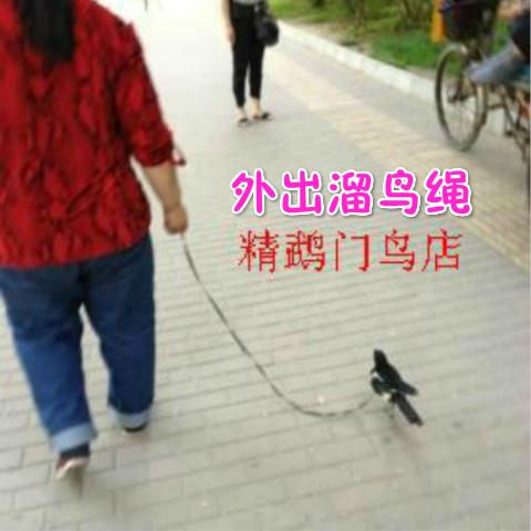 鸟链/牡丹鹦鹉/蜡嘴/鹩哥/松鸦/八哥/鹩哥/乌鸦项环/鸟脖套溜鸟绳