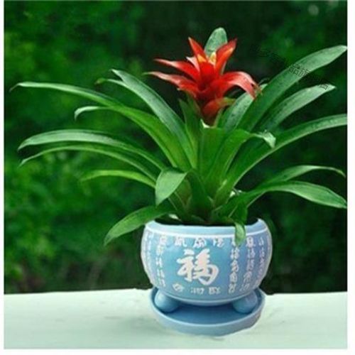鸿运当头四季开花盆栽花卉水培植物室内绿植鲜花凤梨视频