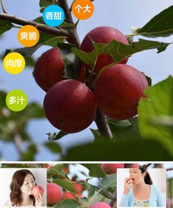 内蒙赤峰特产—沙果 水果 甜果 多汁 糖心