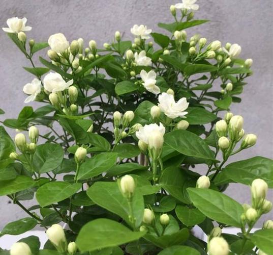 5月养茉莉花,做到"3个多",花苞满枝头,开成"满天星"