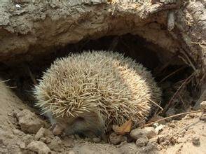 刺猬的洞是什么样的(图片)