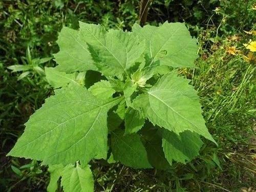 这种野草,人称"感冒草",家乡人喜欢泡茶喝,营养丰富价值高