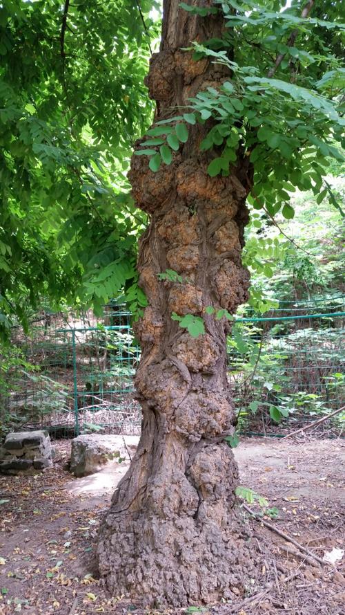 两千多年前郑国遗留下古老的土城墙根下一棵满身伤痕累累的洋槐树