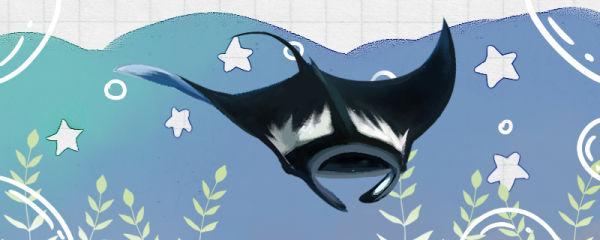 蝙蝠鱼和魔鬼鱼是同一种鱼吗有什么区别