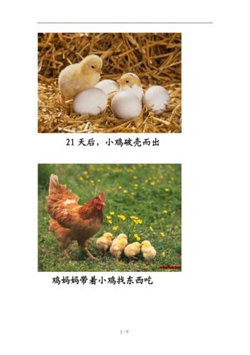 鸡妈妈准备孵小鸡