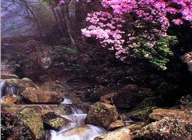 昌江七星燕窝岭