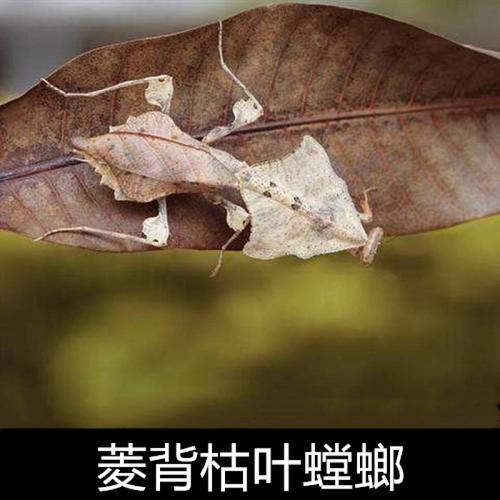 中华大刀螳螂刺花非洲大魔花兰花幽灵广斧活体宠物卵夹爬宠虫活体 翠