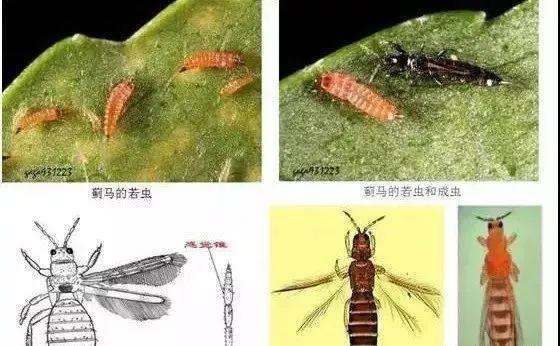 大棚作物均有为害,在瓜果,蔬菜上发生为害的主要种类有瓜蓟马,葱蓟马