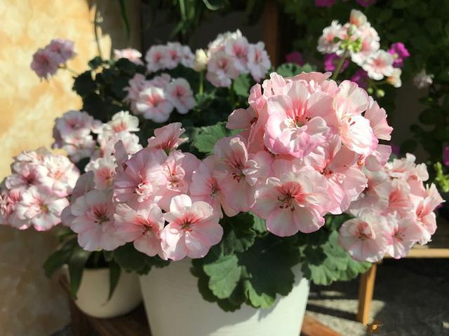 天竺葵"国王",优秀的阳台盆栽花,好看又好养,冬天也有