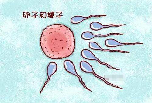 女性结扎后,"卵子"都会去了哪?看完后有点心痛女性