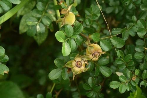 花瓣白色,倒卵形,先端微凹