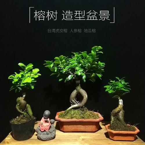 特价小榕树盆栽_人参榕盆景地瓜榕小叶榕树盆栽台湾虎皮榕盆景包邮