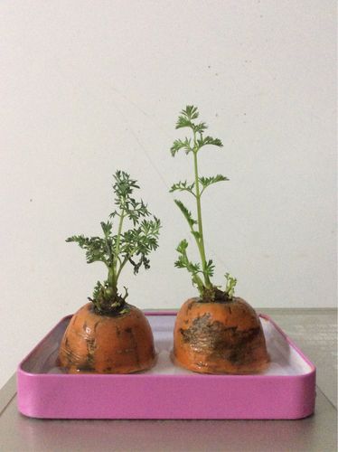 胡萝卜成长记