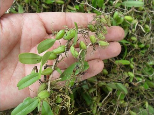 博多客 石橄榄 石仙桃双叶石豆兰岩新鲜 珠岩豆 1000g