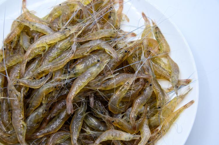虾 河虾 小河虾 河鲜 小虾米 水产品 生的 新鲜的 待加工的 待烹饪的