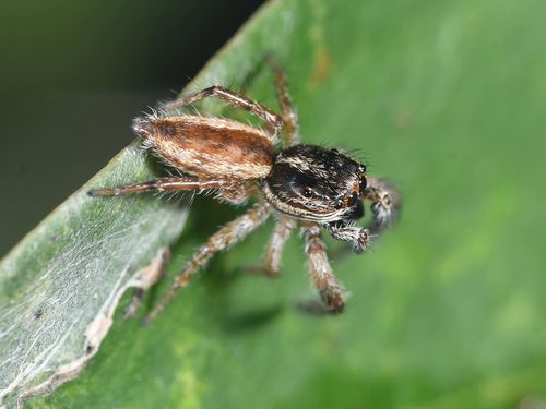 香港,台湾,中国蜘蛛图鉴末找到此蛛,前脸花纹与拟伊蛛相近.
