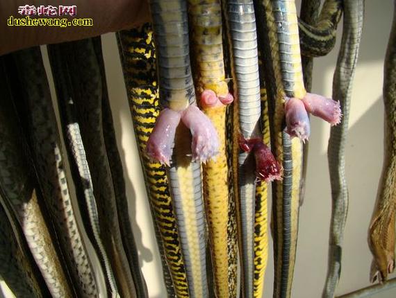 雄蛇的交接器图片